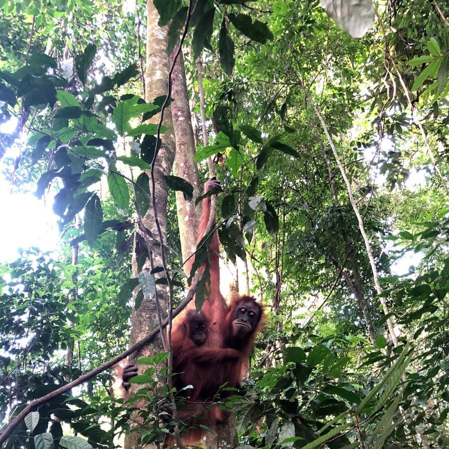 Thomas' Retreat Bukit Lawang Ξενοδοχείο Εξωτερικό φωτογραφία